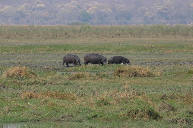 Okavango 2